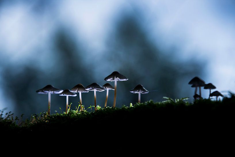 zonsopkomst paddenstoelen van Bart Harmsen