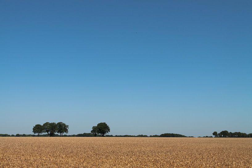 Graanlandschap by Wim de Lange