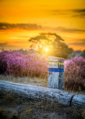 In the Westrup Heath by Frank Heldt