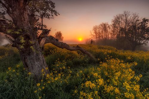 Early in the Morning