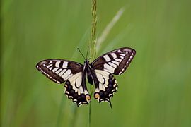 Koninginnenpage van Marcel Tiemens