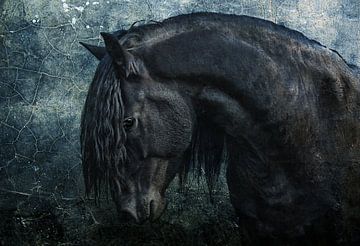 Frisian Stallion by Joachim G. Pinkawa
