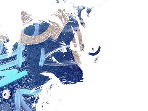 Kattenkunst - Odin 4