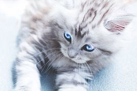 Angels Eyes by Kimberly de Pater