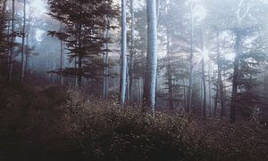 Paysage