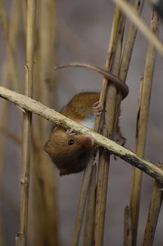 die Welt auf den Kopf gestellt