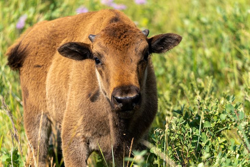 Young bison in Custer State Park, South Dakota, USA by Jeroen van Deel