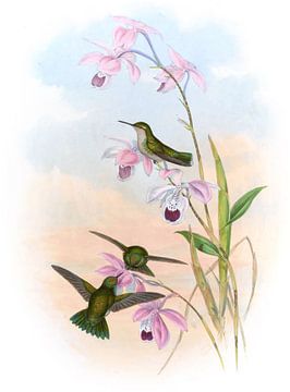 Alice’s Emerald, John Gould by Hummingbirds