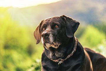 Portret van een oudere Labrador hond van Annabell Gsödl