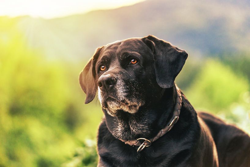 Portrait d'un chien labrador âgé par Annabell Gsödl