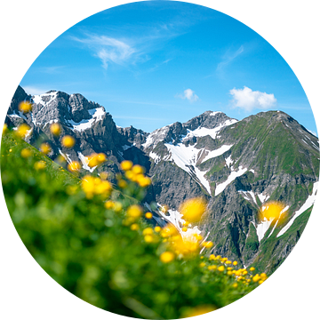 Trollenbloemen in de Allgäuer Alpen van Leo Schindzielorz