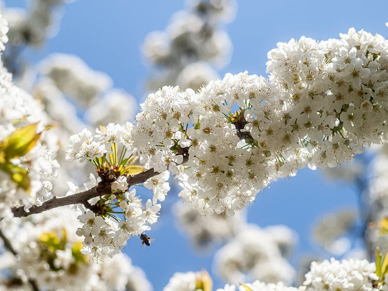 Fleurir en bleu par Mr White Takes Pictures
