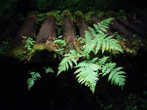 Habitat