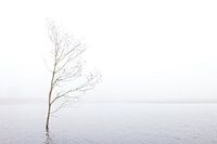 Arbre seul