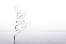 Baum allein von Anne Reitsma