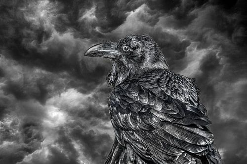 Een raaf in zwart wit met een dreigende wolkenlucht