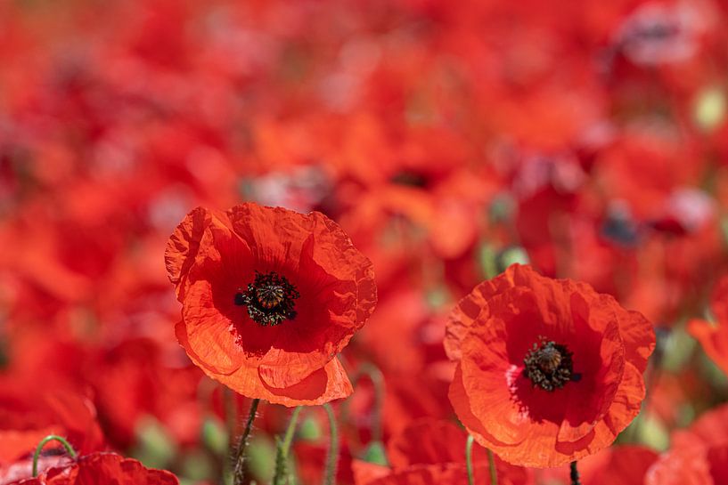 Mohnblumen von Tilo Grellmann