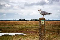 seagull on beach post