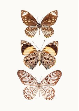 Cabinet de curiosités_Butterflies_06 sur Marielle Leenders