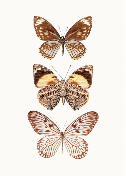 Cabinet de curiosités_Butterflies_06 par Marielle Leenders