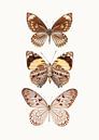 Curiosity Cabinet_Butterfly_06 by Marielle Leenders thumbnail