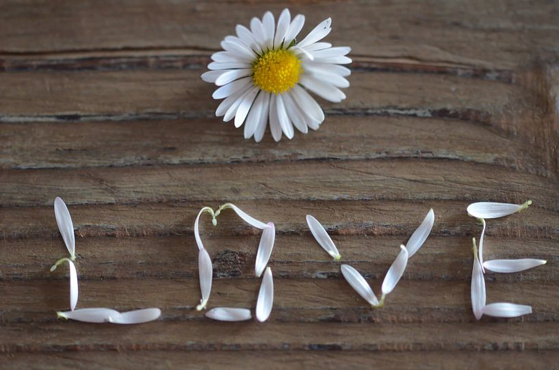 Durch die Blume gesagt von Zwergls Lichtermeer