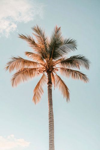 Palm hemel
