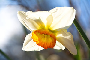 Wit met gele Narcis in de Kasteeltuin Geldrop