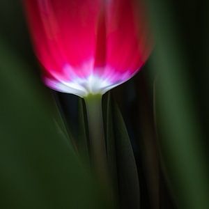 Rode tulp