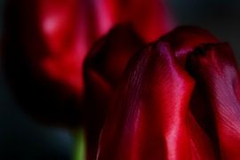 Eine Tulpe anpirschen - ein Familienportrait #18