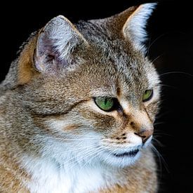 Kat met groene ogen van Elke Holinski