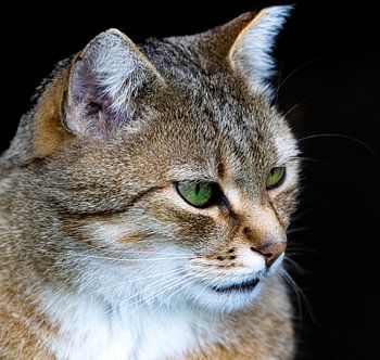 Katze mit grünen Augen