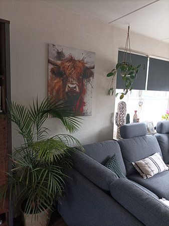 Schottischer Highlander, Hochlandkuh