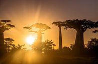 Zonsondergang in Allée des Baobabs von Cas van den Bomen Miniaturansicht