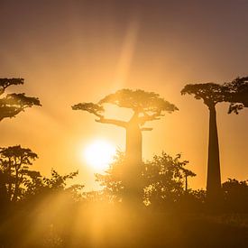 Zonsondergang in Allée des Baobabs by Cas van den Bomen
