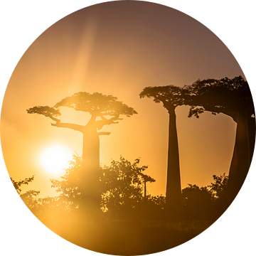 Zonsondergang in Allée des Baobabs van Cas van den Bomen