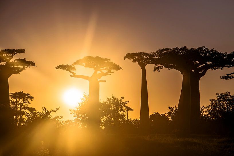Zonsondergang in Allée des Baobabs par Cas van den Bomen