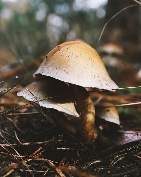 Mushroom in the forest 3 by The Art Page Of MG