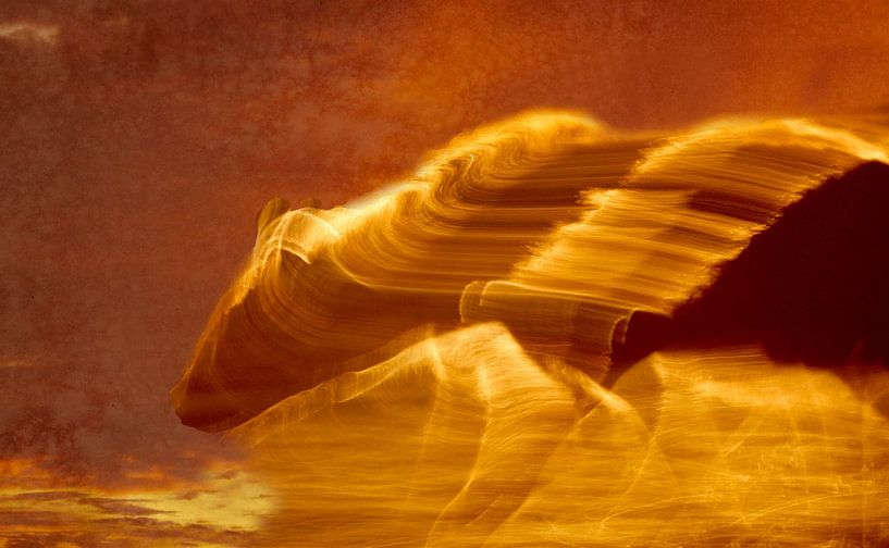 Hyena at night by Peter Geraerdts Wildlife Photography