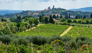 Weinberge in der Toskana Landschaftspanorama- Italien Reiseführer