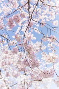 Sakura, Japanese Cherry Blossom sur WvH