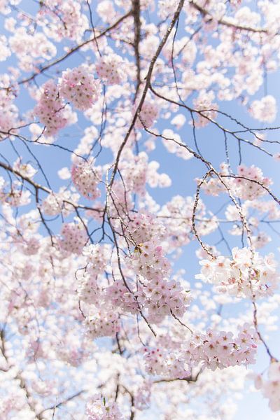 Sakura, Japanese Cherry Blossom par WvH