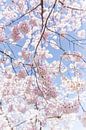 Sakura, Japanse Bloesem par WvH Aperçu