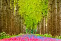 Het land van Brabant