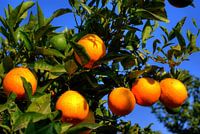 Orange in the sun