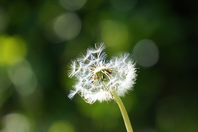 Dandelion by Femke Looman