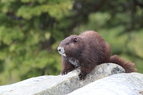 Vancouver Eiland Marmot, Marmota vancouverensis, Mount Washington, Vancouver Eiland, BC, Canada
