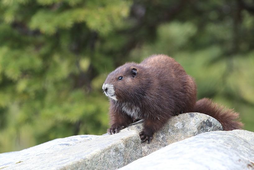 Vancouver Island Marmot , Marmota vancouverensis, Mount Washington  ,  Vancouver Island, BC, Canada von Frank Fichtmüller