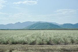 Sugar Cane Landscape
