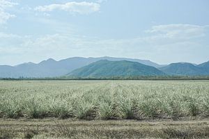 Sugar Cane Landscape von DsDuppenPhotography